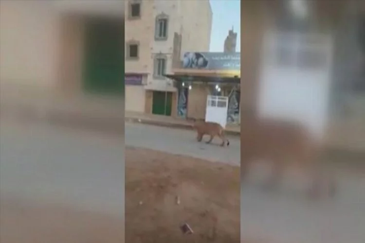 Libya'da cadde ortasında başıboş gezen aslan görenleri şaşkına çevirdi