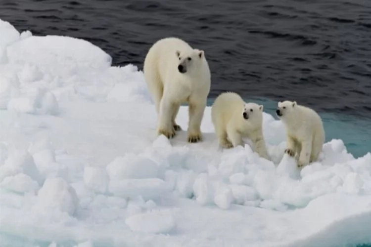 Küresel ısınma, kutup ayılarını açlığa mahkum etti