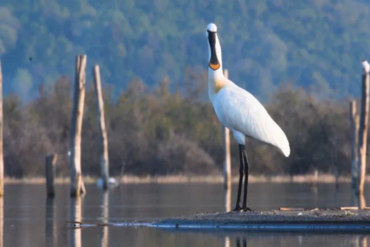 Bursa ve Balıkesir sınırları içinde 100'e yakın kuş türünü böyle görüntüledi