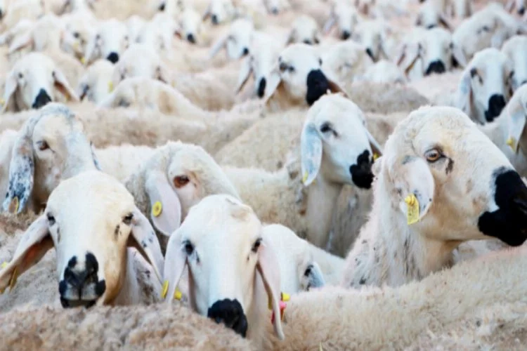 Elazığ İli Damızlık Koyun Keçi Yetiştiricileri Birliği 2 teknik eleman alacak