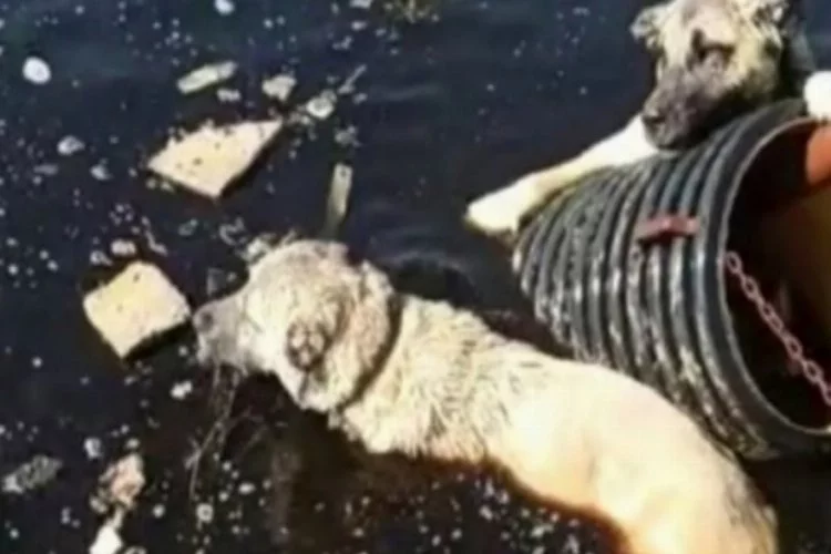 Bursa'da atık su havuzuna düşen 2 köpek vatandaşlar tarafından kurtarıldı