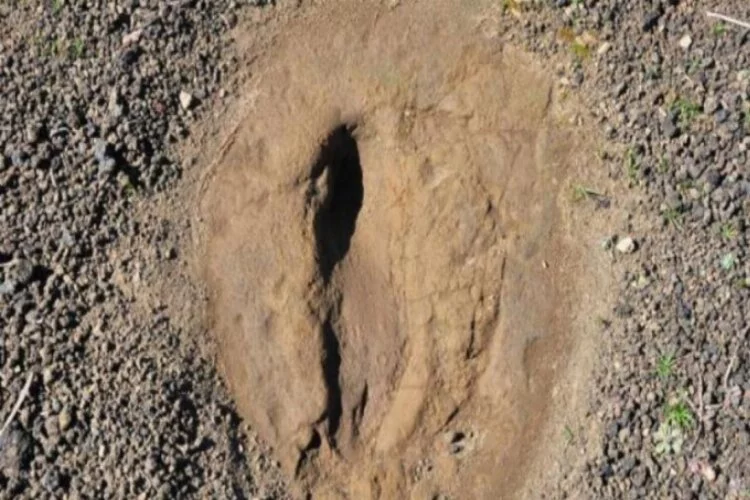 5 bin yıllık insan ayak izleri bulundu!