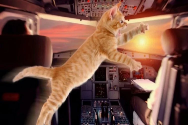 Kokpite giren kedi uçuş esnasında pilota saldırdı