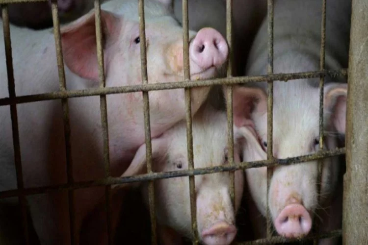 Çin'den yeni domuz ateşi salgınına karşı sert uyarı!
