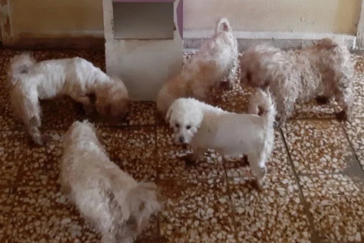 Bursa'da sosyal medyada satıldığı iddia edilen köpekleri jandarma kurtardı!