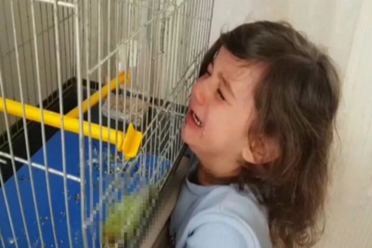 Bursa'da muhabbet kuşu ölen minik Defne gözyaşlarına boğuldu