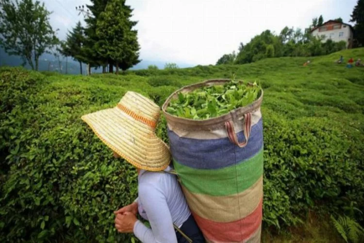 Türk çayı ihracatı 2021'in iki ayında 3,1 milyon dolar kazandırdı