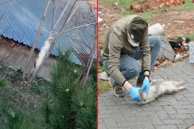 Okul bahçesinde ağaca asılı kedi cesedi bulundu