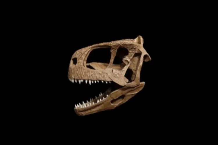 T-Rex'e benzeyen yeni bir dinozor keşfedildi