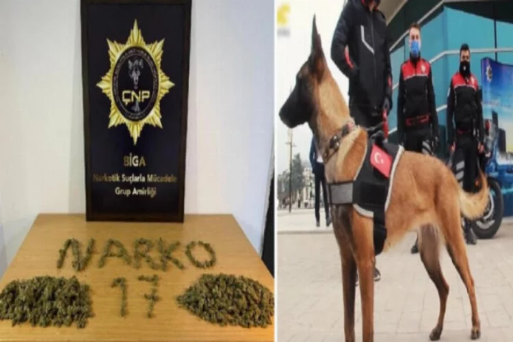 K- 9 narkotik köpeği Lina zehir tacirlerine göz açtırmadı