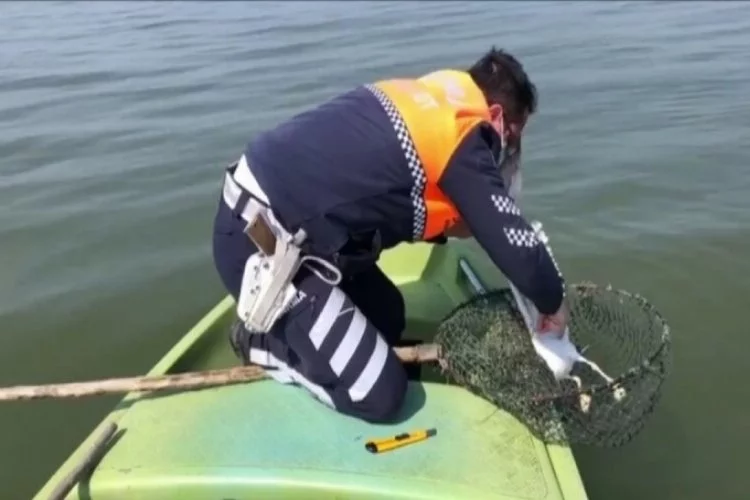 Bursa Uluabat Gölü'ne atılan ağa takılan martıyı jandarma kurtardı