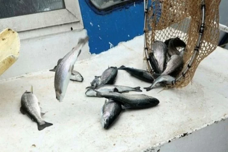 Fırat Nehri'nde yetiştirilen somon balıkları 54 ülkeye ihraç ediliyor
