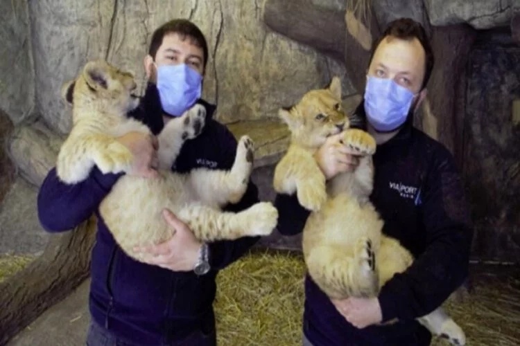 Aslan Park'ta dünyaya gelen yılın ilk aslanlarına isim önerisi