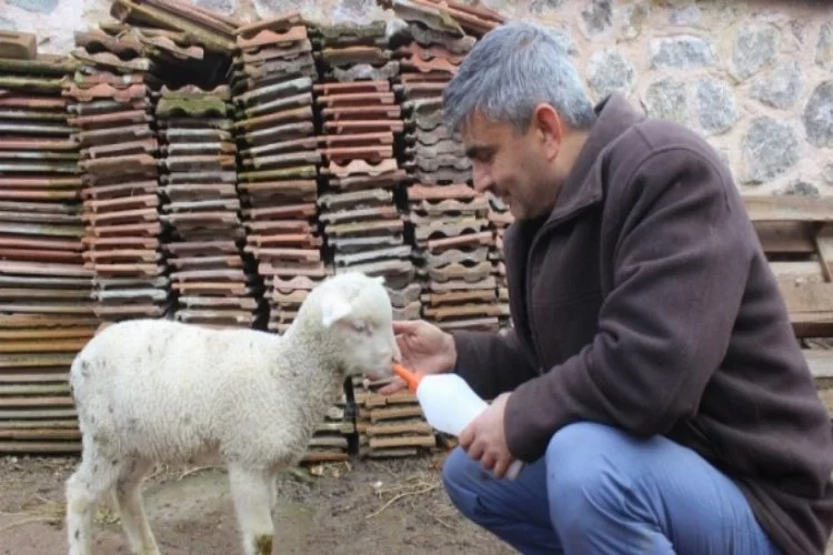 Bursa'da imamla kuzunun sevimli dostluğu