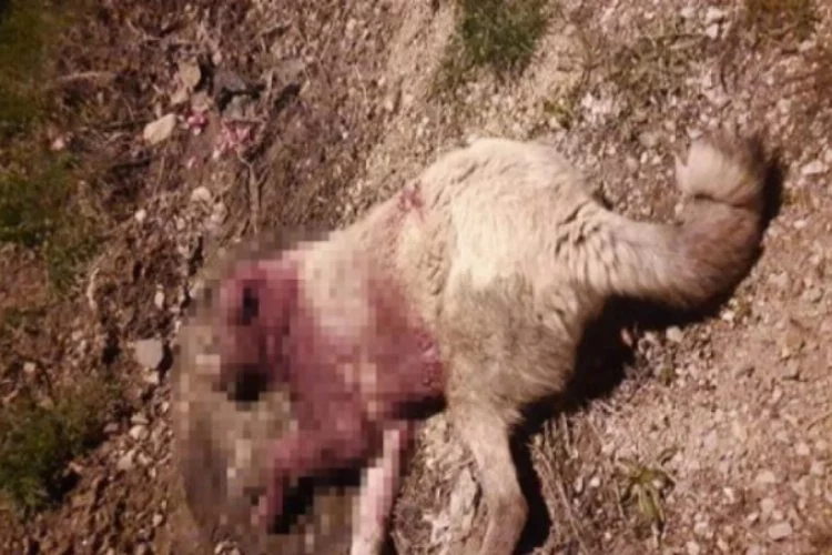 2 çoban köpeği av tüfeğiyle katledildi!