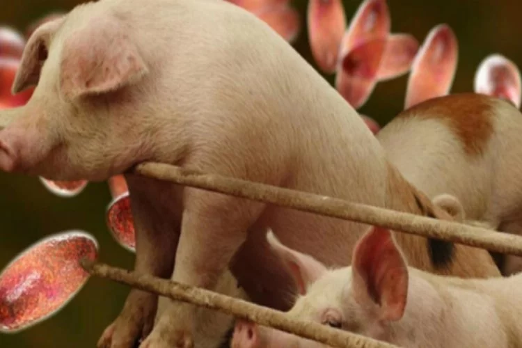 Çin'de Afrika domuz vebası alarmı!