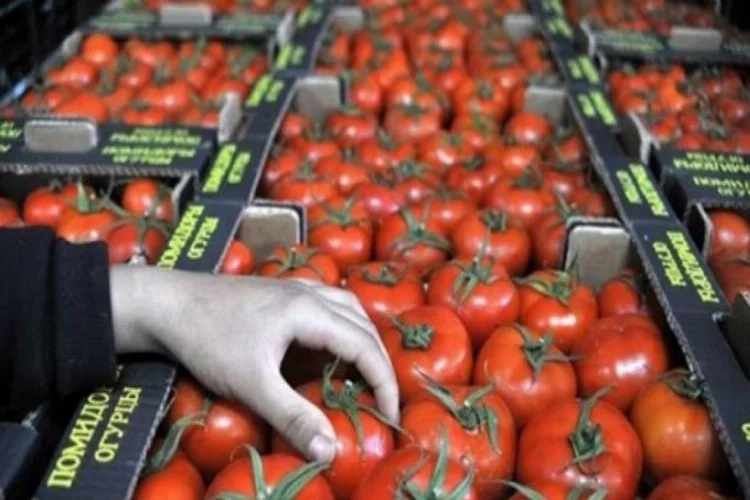 Rusya Tarım Bakanlığı, Türkiye'den ithal edilen domates için kota önerisi