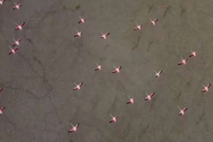 Flamingolar havadan görüntülendi