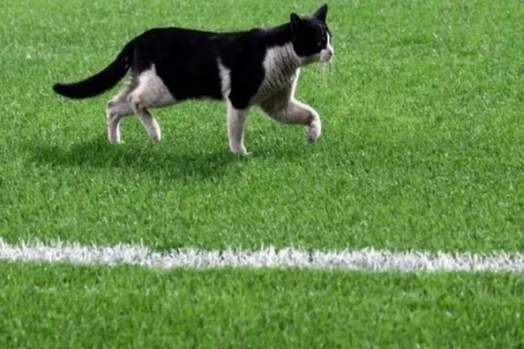 Kadıköy'deki maçta kedi sürprizi!