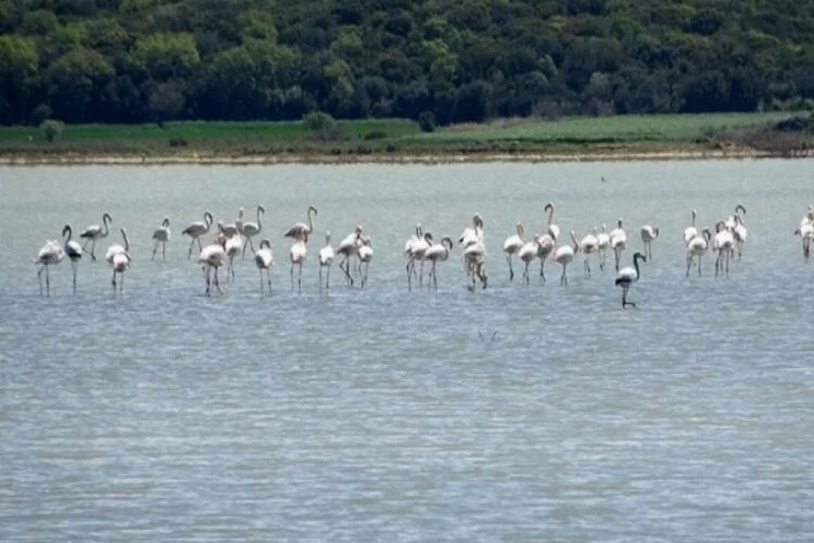 Göç eden flamingolar objektife yakalandı!