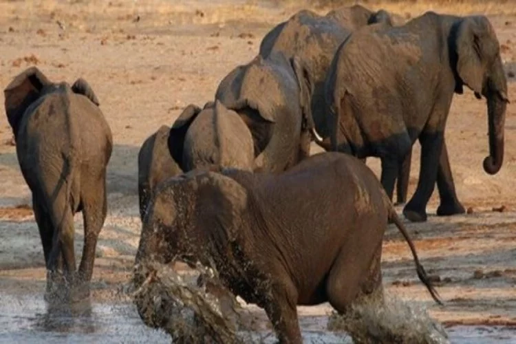 Güney Afrika'da kaçak avcıyı fil sürüsü ezdi