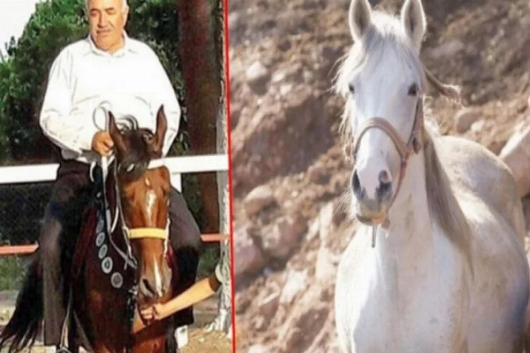 Kayıp atlar bu çiftlikte iddiası: Başkan 'kaçtılar' dedi...