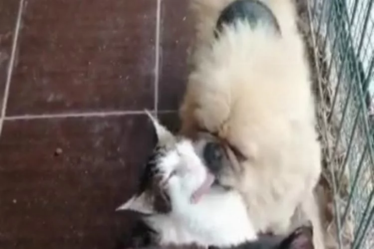 Bursa'da kedi ve köpeklerin sevimli dostluğu görenlerin içini ısıtıyor