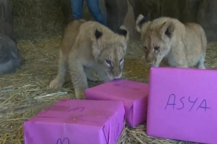 Yılın ilk yavru aslanları isimlerini seçti