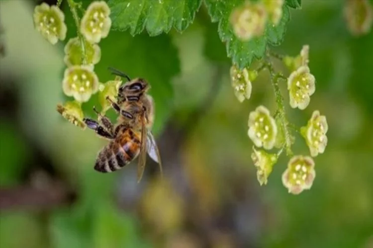 Arı sokması alerjisi olan kişilerde ölümcül olabiliyor