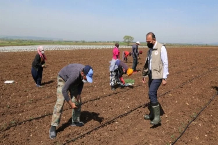 Mevsimlik tarım işçileri Bursa'ya gelmeye başladı