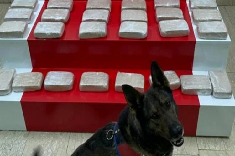 Evdeki 51 kilo eroini narkotik köpeği 'İbre' buldu