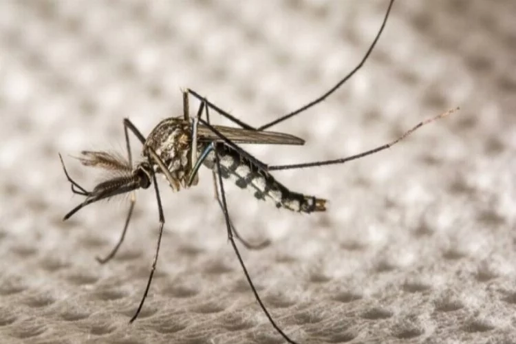Tartışma yaratan proje: 750 milyon genetiği değiştirilmiş sinek salacaklar