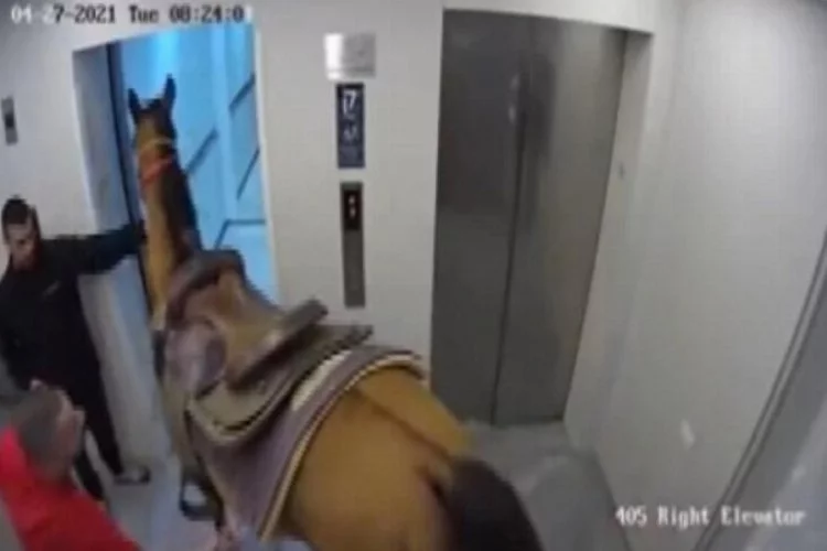 Asansöre at sokmaya çalıştılar!