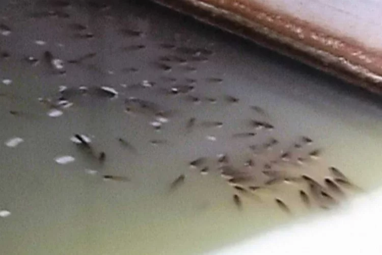 Tekirdağ'da toplu balık ölümleri: İnceleme başlatıldı