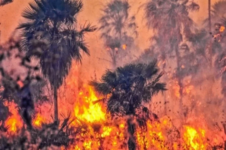 Amazon ormanları yangınlarının faturası ağır olacak