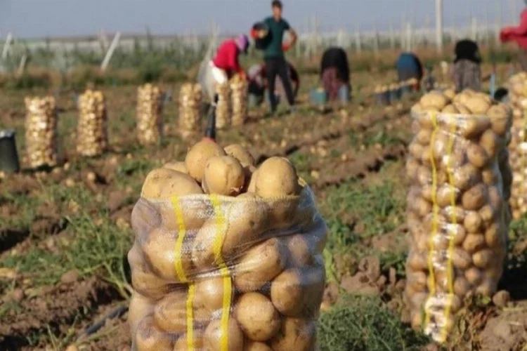 Patates ekimine başlandı
