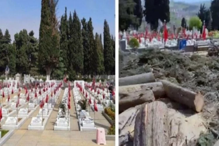 Trabzon Belediyesi mezarlıktaki selvi ağaçlarını kesti!