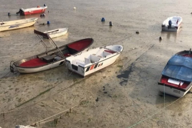 Bursa'da beyaza bürünen körfezde balıklar tek tek ölmeye başladı