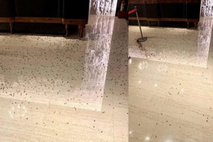 Böylesi görülmedi! Tayvan'da restorana hamam böcekli saldırı