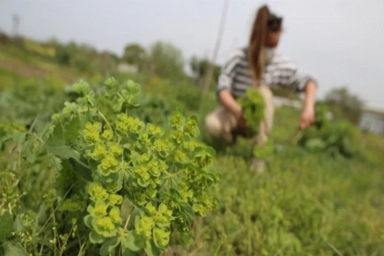Bursa'da yerel tohum ve ürünlere doğal ilaçlama