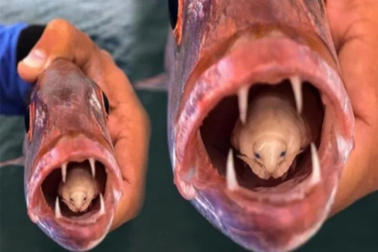 Balığın ağzının içindeki parazit şoke etti