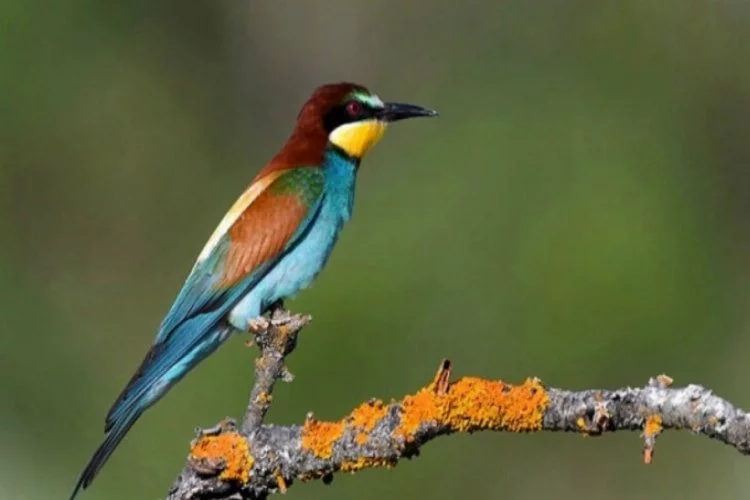 Türkiye 289 kuş türüne ev sahipliği yapıyor