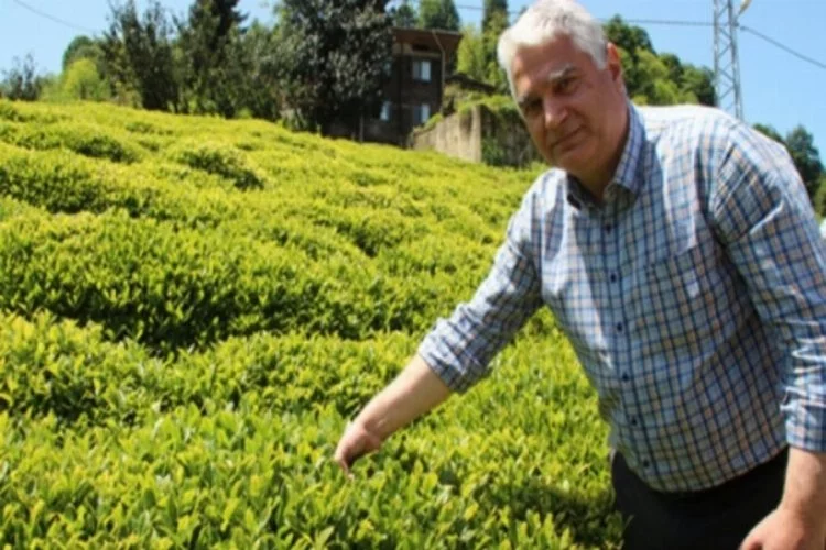 Doğu Karadeniz'de yaş çay hasadında geri sayım