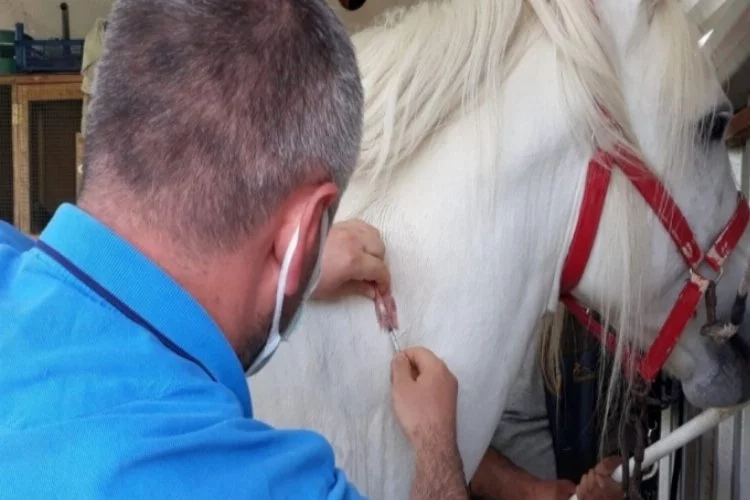 Bursa'da rahvan yarış atlarına çip takıldı