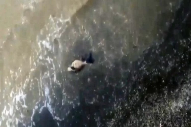 Bursa'da yavru bir yunusun ölüsü sahile vurdu!