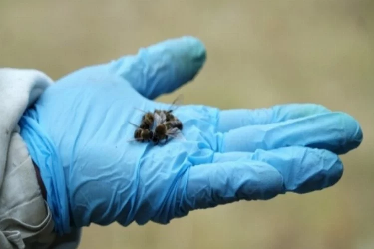 İklim değişikliği ve bilinçsiz zirai ilaç kullanımı arı ölümlerini artırıyor
