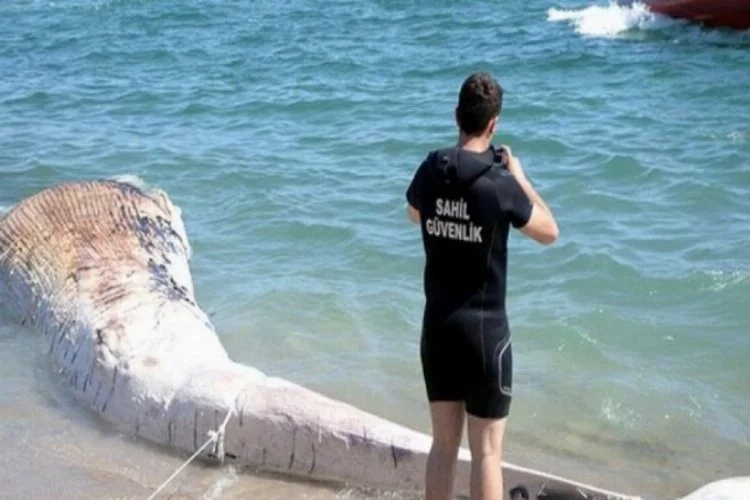 Mersin'de kıyıya vurdu! Müzede sergilenecek