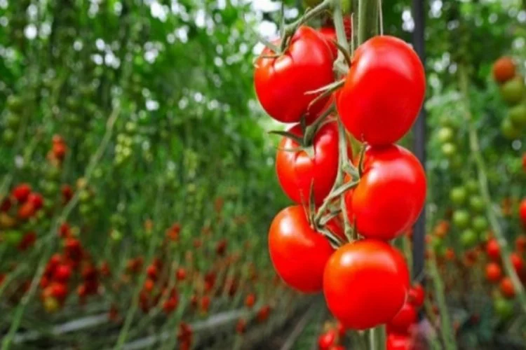 Büyük tehlike: 3 yıl içinde domates bulamayacağız