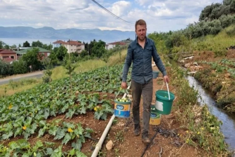 Bursa'da kabak hasadı başladı, çiftçi fiyatlardan hayli memnun
