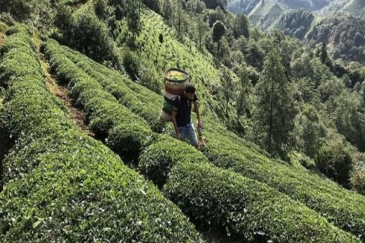 ÇAYKUR'dan günlük 10 bin tona yakın yaş çay alımı
